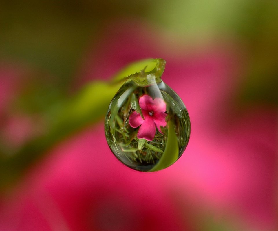 Обои трава, стебель, вода, природа, цветок, роса, капля, листок, розовый, grass, stem, water, nature, flower, rosa, drop, leaf, pink разрешение 2048x1588 Загрузить