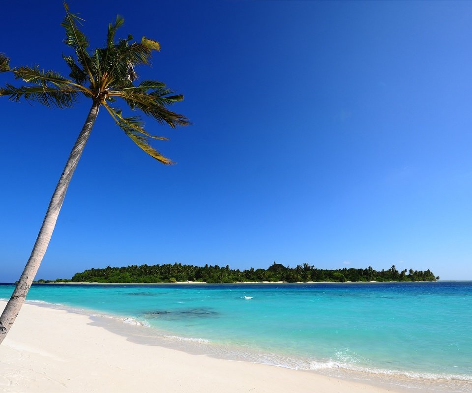 Обои природа, море, песок, пляж, пальма, остров, мальдивы, nature, sea, sand, beach, palma, island, the maldives разрешение 2560x1600 Загрузить
