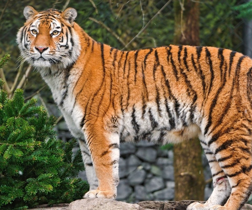 Обои тигр, природа, лес, хищник, амурский, tiger, nature, forest, predator, amur разрешение 2560x1600 Загрузить