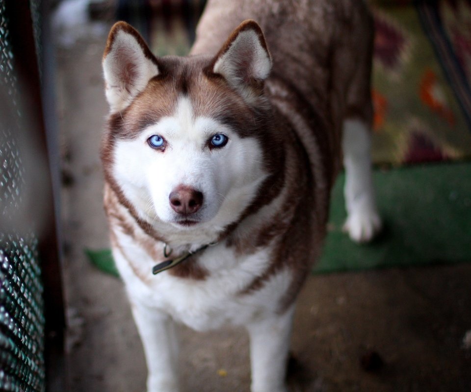 Обои глаза, взгляд, собака, хаски, уши, eyes, look, dog, husky, ears разрешение 2560x1600 Загрузить