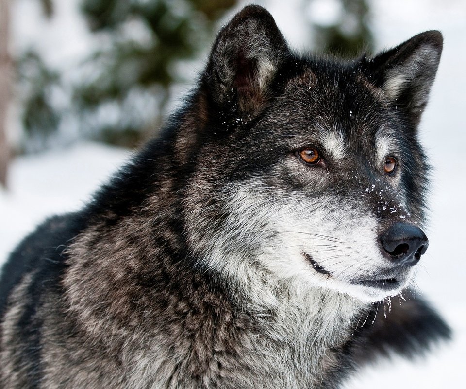 Обои морда, снег, зима, взгляд, серый, хищник, волк, face, snow, winter, look, grey, predator, wolf разрешение 3500x2450 Загрузить