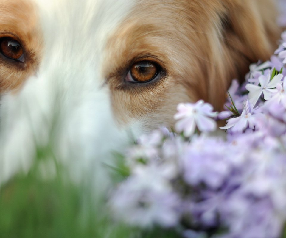 Обои глаза, цветы, мордочка, взгляд, собака, eyes, flowers, muzzle, look, dog разрешение 1920x1200 Загрузить