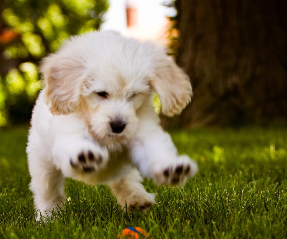 Обои трава, белый, собака, щенок, игра, мячик, grass, white, dog, puppy, the game, the ball разрешение 2560x1600 Загрузить