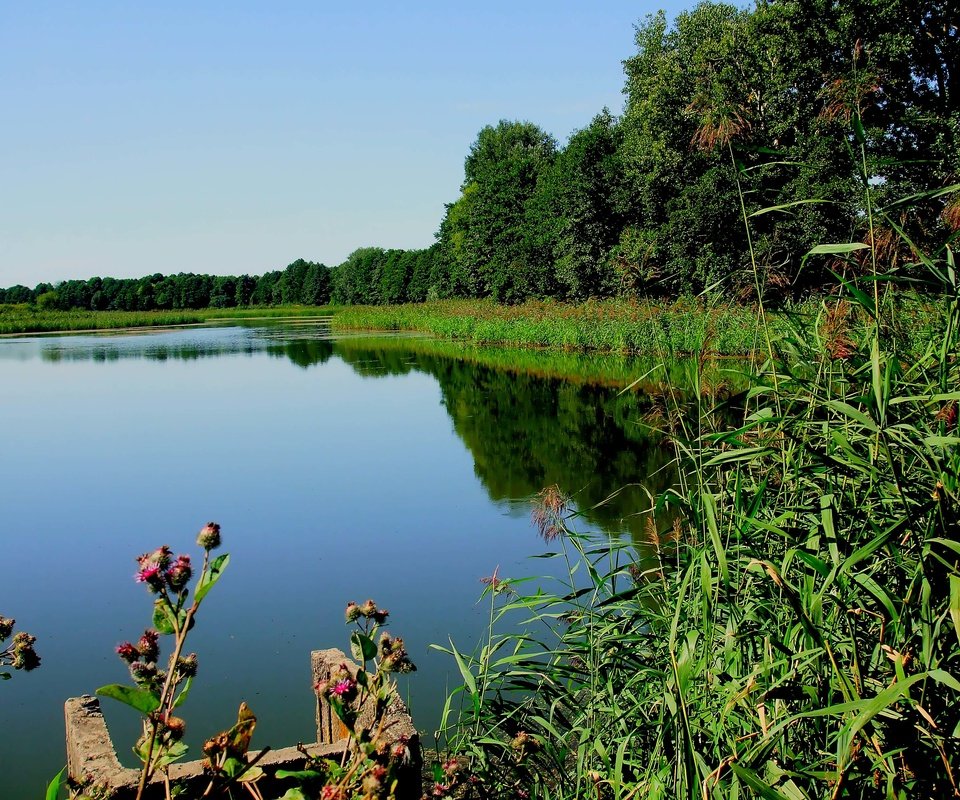 Обои трава, деревья, озеро, река, растение, grass, trees, lake, river, plant разрешение 3296x2472 Загрузить