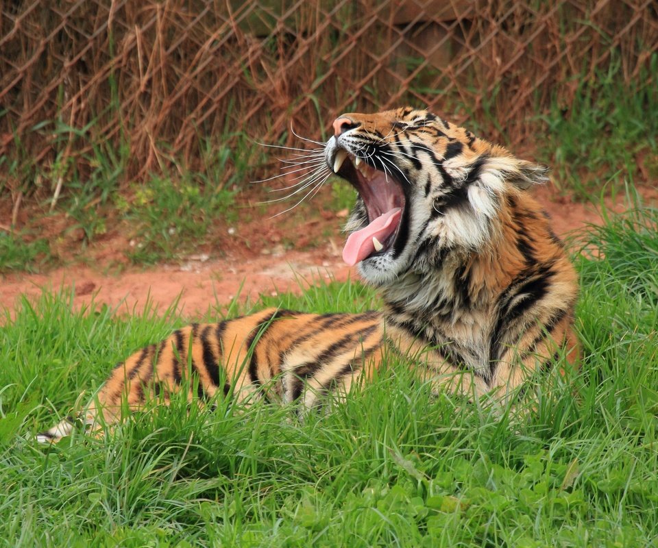 Обои тигр, трава, лежит, пасть, зевает, дикая кошка, tiger, grass, lies, mouth, yawns, wild cat разрешение 2800x2000 Загрузить