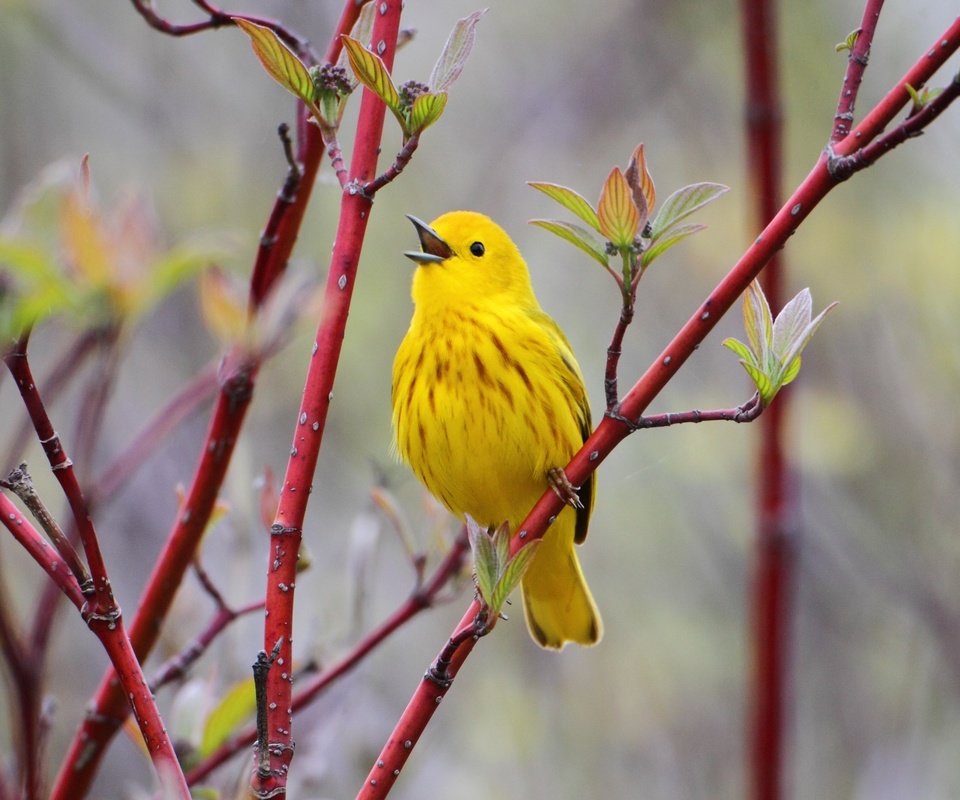 Обои ветка, природа, птицы, птица, птичка, жёлтая, желтая славка, branch, nature, birds, bird, yellow, yellow warbler разрешение 2150x1390 Загрузить