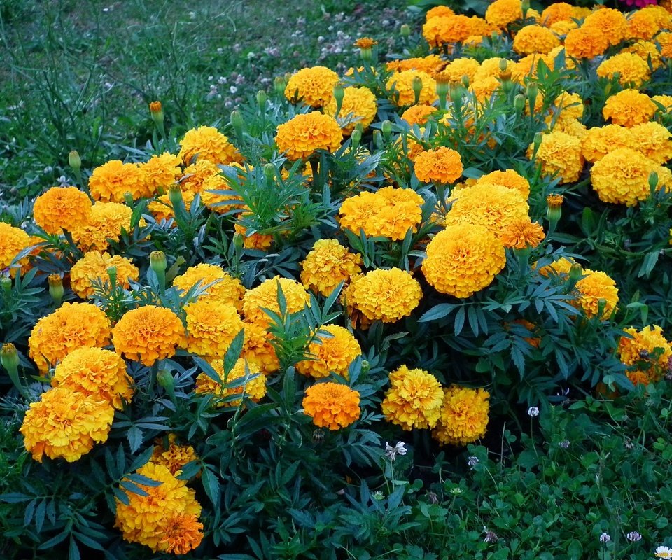 Обои бархатцы, цветы., желтые цветы, marigolds, flowers., yellow flowers разрешение 2048x1536 Загрузить