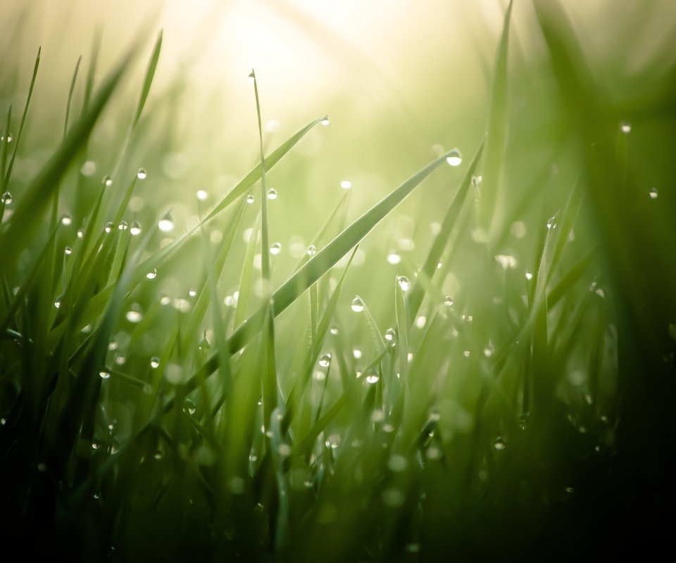 Обои трава, макро, роса, капли, размытость, grass, macro, rosa, drops, blur разрешение 2560x1600 Загрузить