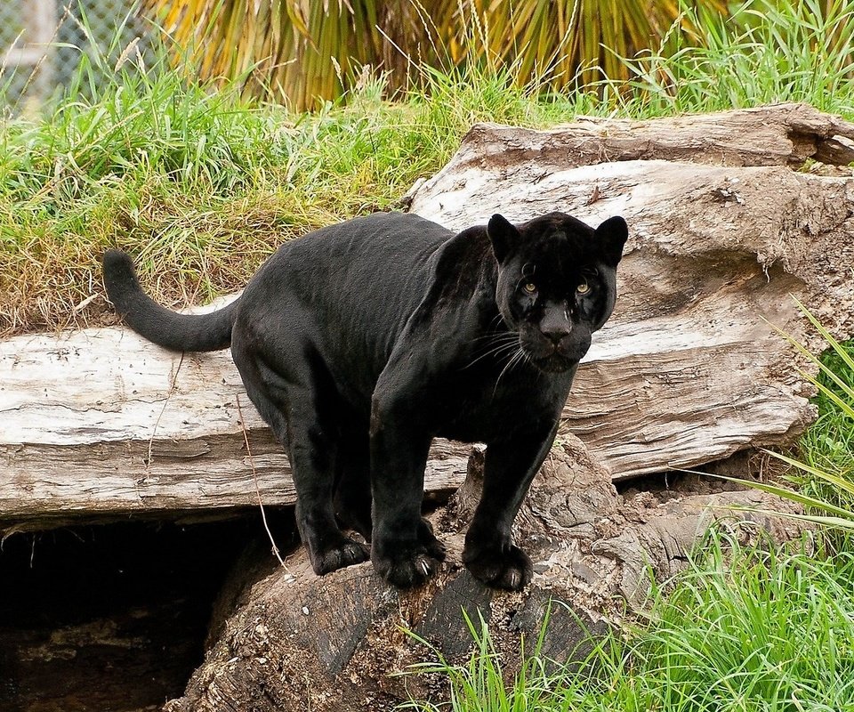 Обои кошка, пантера, черный ягуар, пантера на камне, cat, panther, black jaguar, panther on the rock разрешение 1920x1080 Загрузить