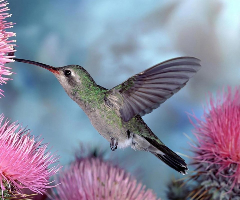 Обои колибри, hummingbird разрешение 1920x1080 Загрузить