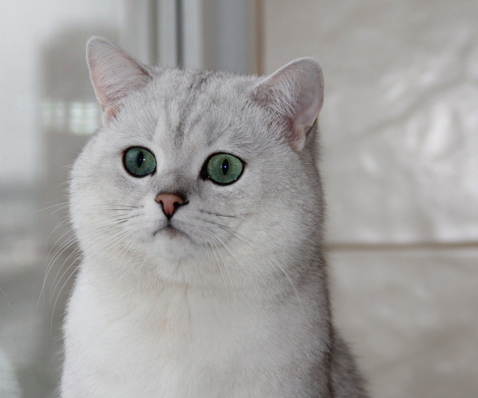 Обои кошка, окно, зеленые глаза, британская шиншилла, cat, window, green eyes, british chinchilla разрешение 1920x1080 Загрузить