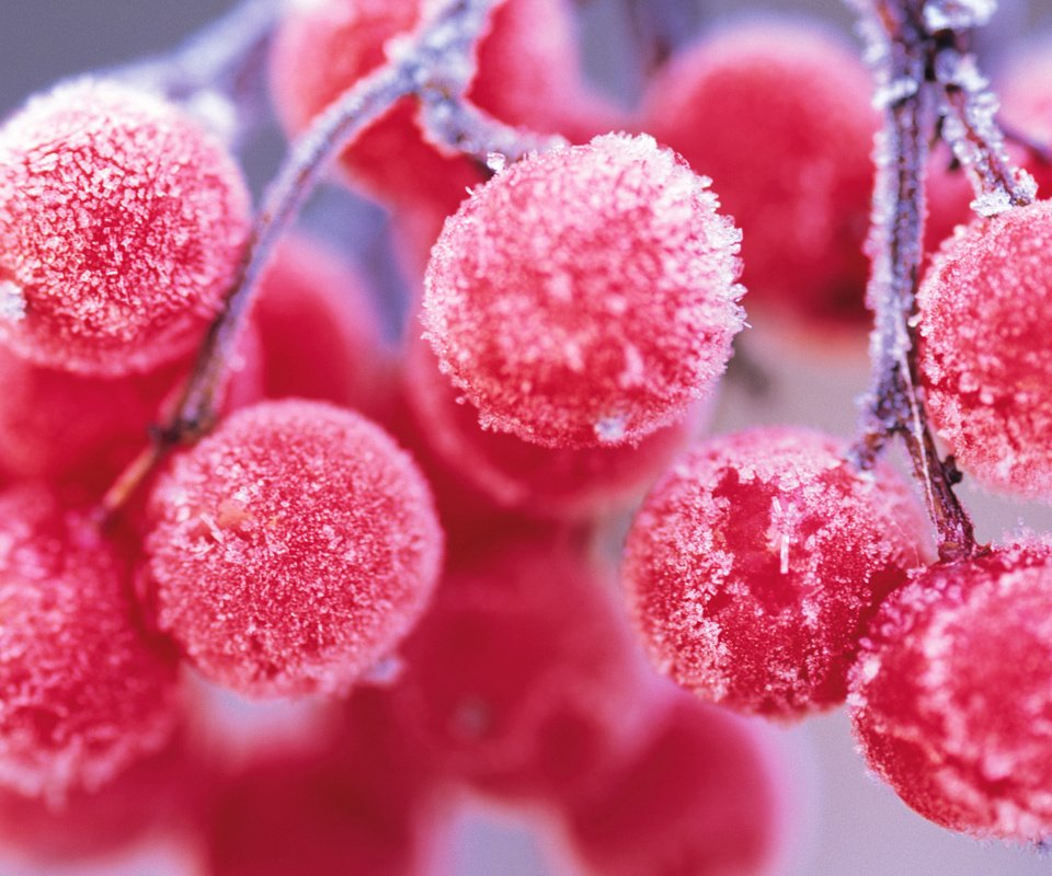 Обои ветка, снег, природа, зима, мороз, иней, рябина, branch, snow, nature, winter, frost, rowan разрешение 1920x1200 Загрузить