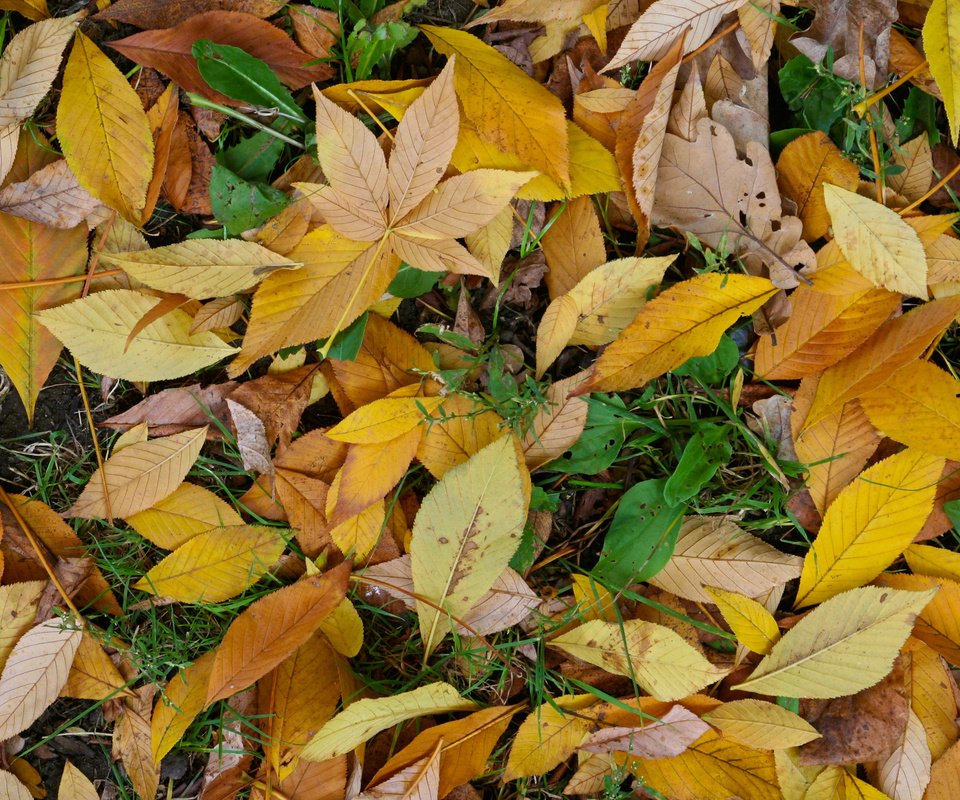 Обои желтый, зелёный, осень, листик, жёлтая, autumn (лист, грин, yellow, green, autumn, leaf, autumn (sheet разрешение 2560x1600 Загрузить