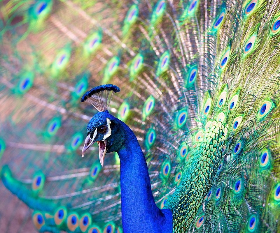 Обои красота, птица, павлин, beauty, bird, peacock разрешение 1920x1200 Загрузить