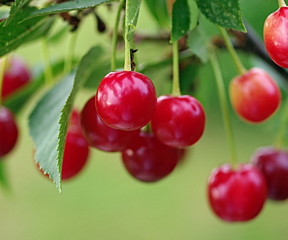 Обои ветка, спелая, ягоды, вишня, красная вишня на веточке, ягоды спелой вишни на кусту, алая вишня, branch, ripe, berries, cherry, red cherry on a branch, berries ripe cherry on a bush, scarlet cherry разрешение 1920x1080 Загрузить