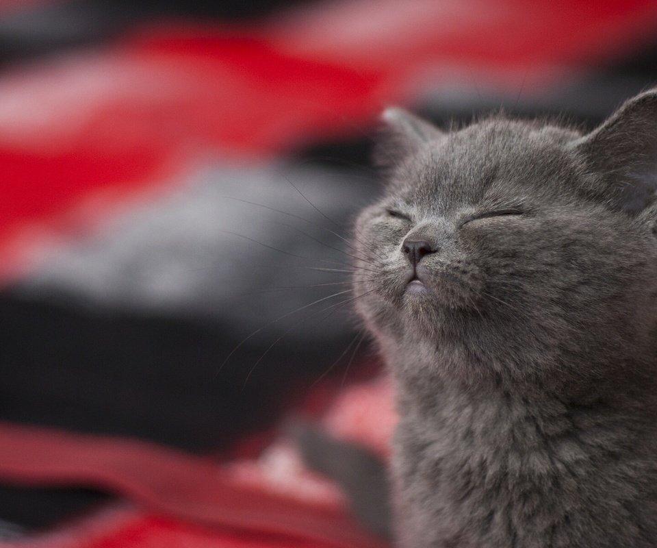 Обои котенок, довольный, блаженство, kitty, happy, bliss разрешение 1920x1200 Загрузить