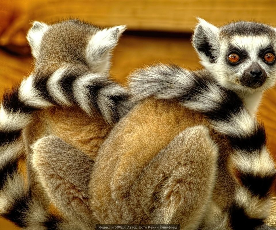 Обои лемуры, лемур, спина к спине, кошачий лемур, катта, lemurs, lemur, back to back, a ring-tailed lemur, katta разрешение 1920x1080 Загрузить