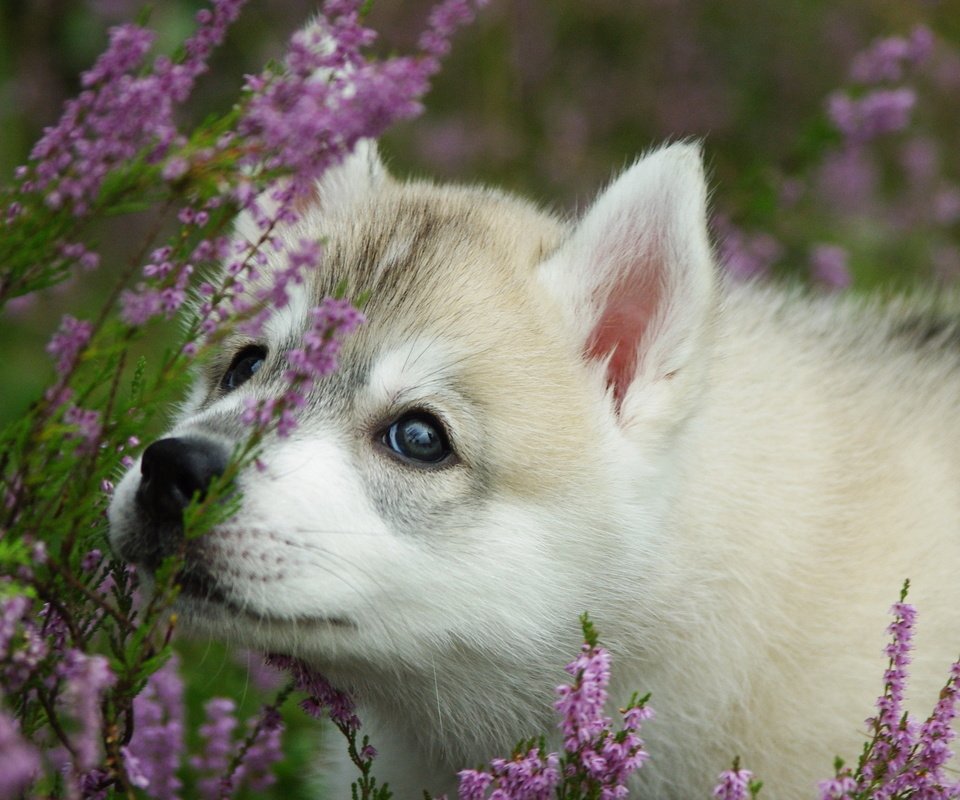 Обои морда, цветы, лаванда, собака, щенок, хаски, face, flowers, lavender, dog, puppy, husky разрешение 2560x1600 Загрузить