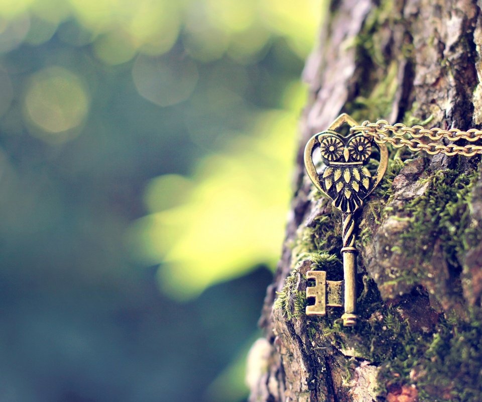 Обои сова, дерево, ключ, металлический, цепочка, подвеска, owl, tree, key, metal, chain, suspension разрешение 1920x1200 Загрузить