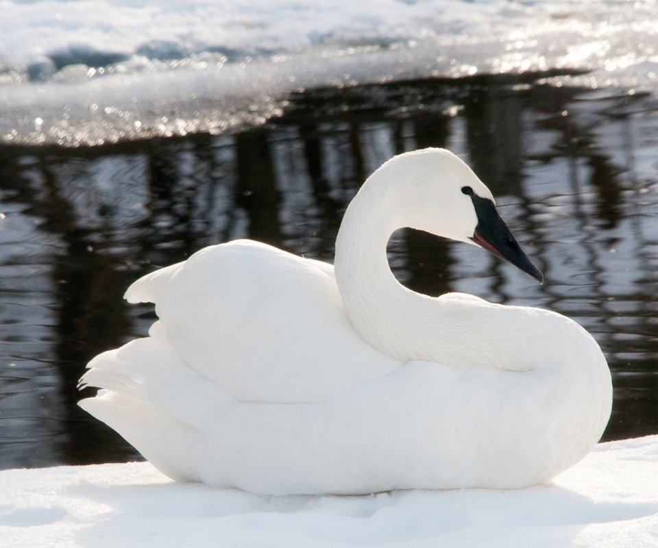 Обои снег, зима, лёд, птицы, лебедь, snow, winter, ice, birds, swan разрешение 4288x2848 Загрузить