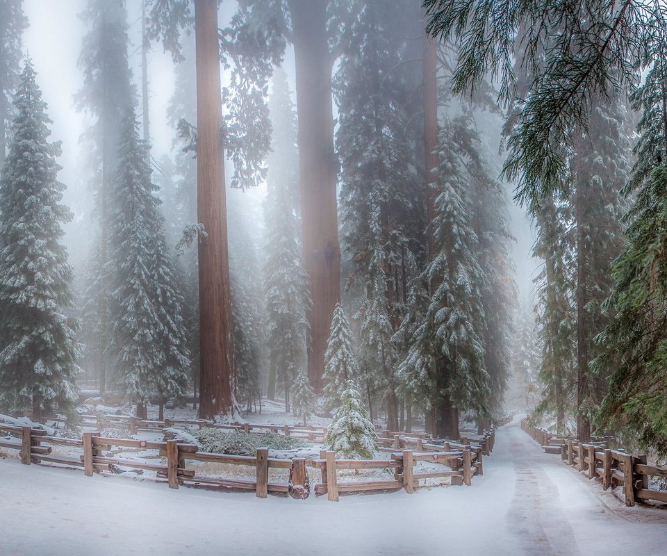 Обои деревья, снег, зима, парк, trees, snow, winter, park разрешение 2000x1387 Загрузить