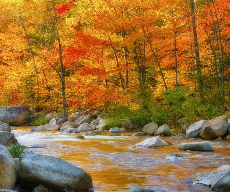 Обои деревья, река, камни, листья, осень, поток, trees, river, stones, leaves, autumn, stream разрешение 1920x1080 Загрузить