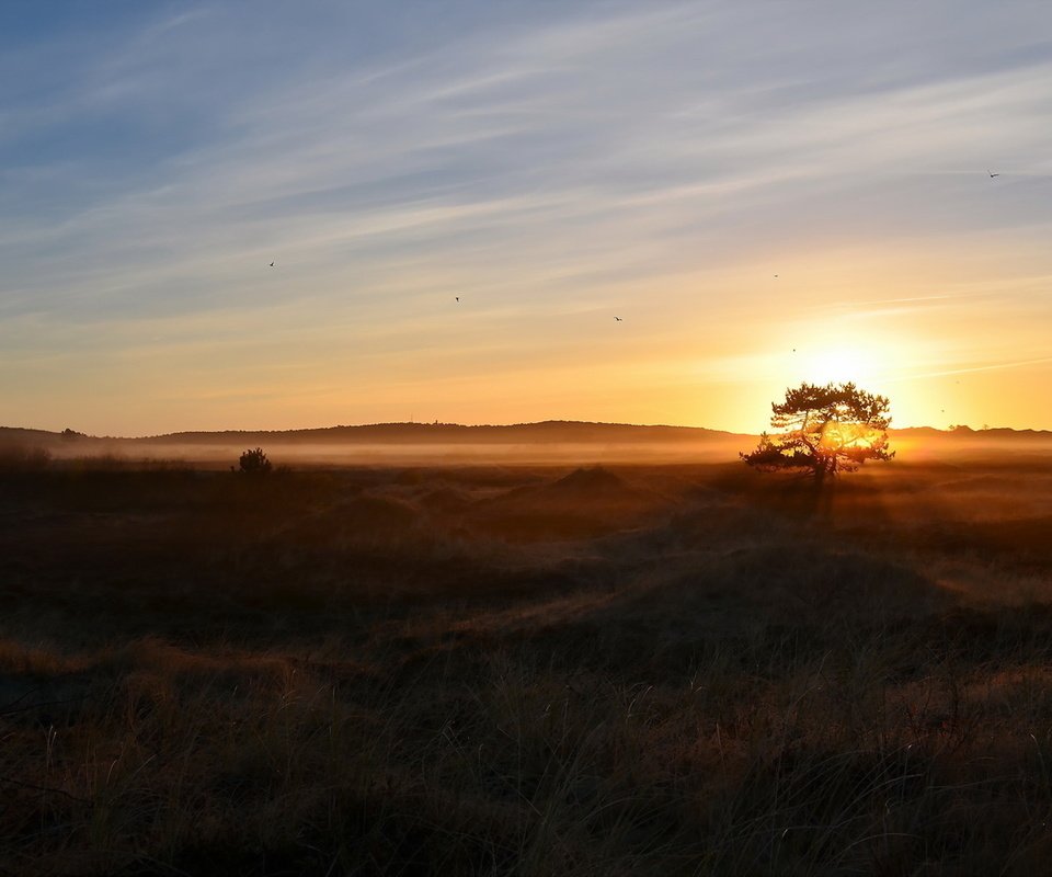 Обои природа, дерево, утро, туман, поле, nature, tree, morning, fog, field разрешение 1920x1200 Загрузить