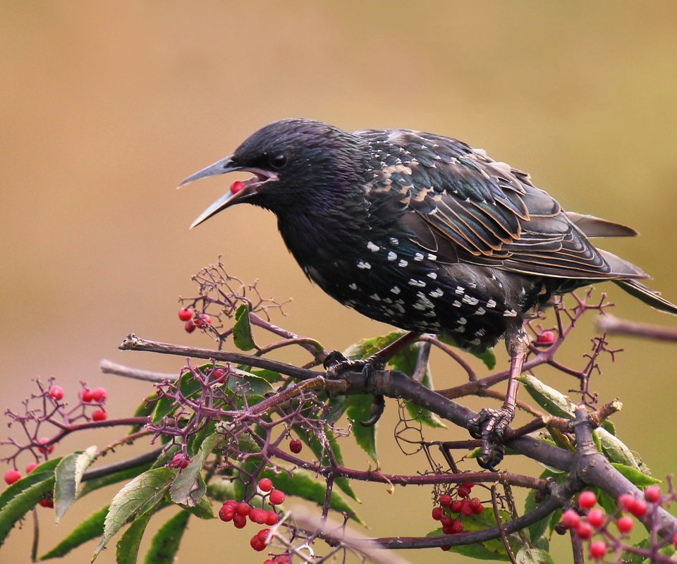 Обои ветка, листья, ягода, птицы, скворец, branch, leaves, berry, birds, starling разрешение 2877x1918 Загрузить