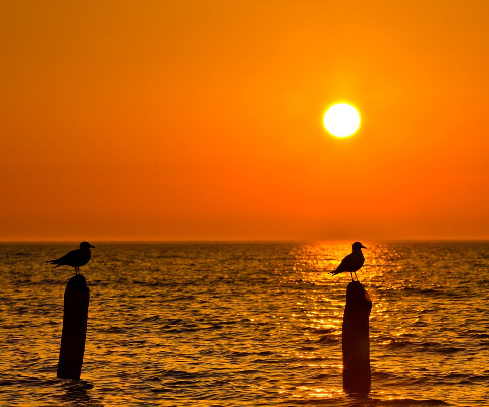 Обои закат, пейзаж, море, птицы, чайки, sunset, landscape, sea, birds, seagulls разрешение 2048x1357 Загрузить