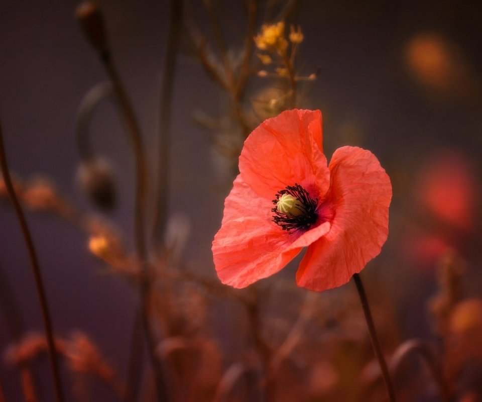 Обои макро, цветок, лепестки, красный, мак, macro, flower, petals, red, mac разрешение 2048x1366 Загрузить