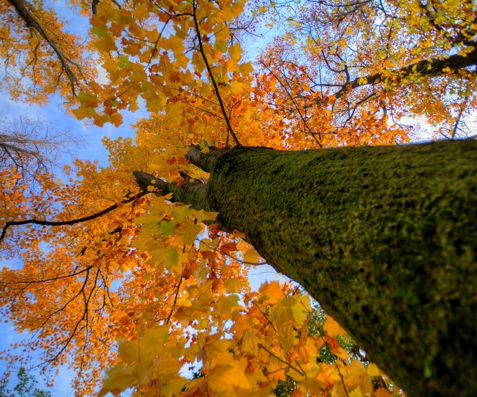 Обои дерево, осень, ствол, крона, tree, autumn, trunk, crown разрешение 1920x1200 Загрузить