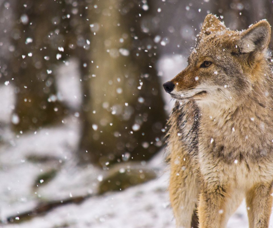 Обои снег, койот, луговой волк, snow, coyote, meadow wolf разрешение 2048x1177 Загрузить