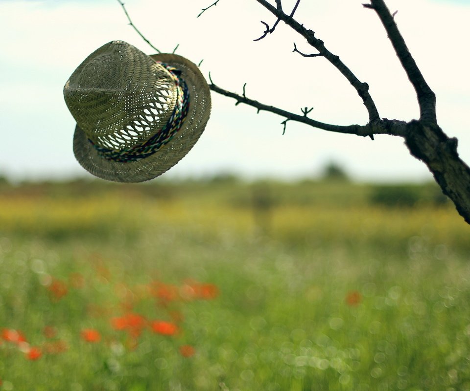 Обои небо, дерево, настроение, фон, поле, шляпа, the sky, tree, mood, background, field, hat разрешение 2560x1600 Загрузить