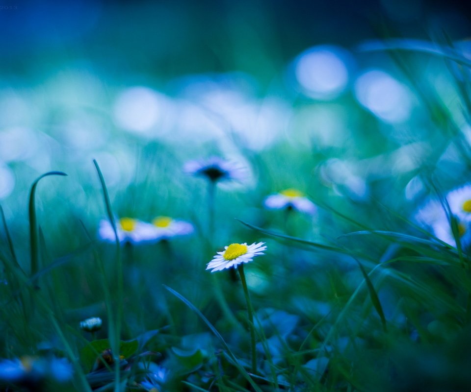 Обои трава, блики, поляна, размытость, ромашки, grass, glare, glade, blur, chamomile разрешение 1920x1200 Загрузить