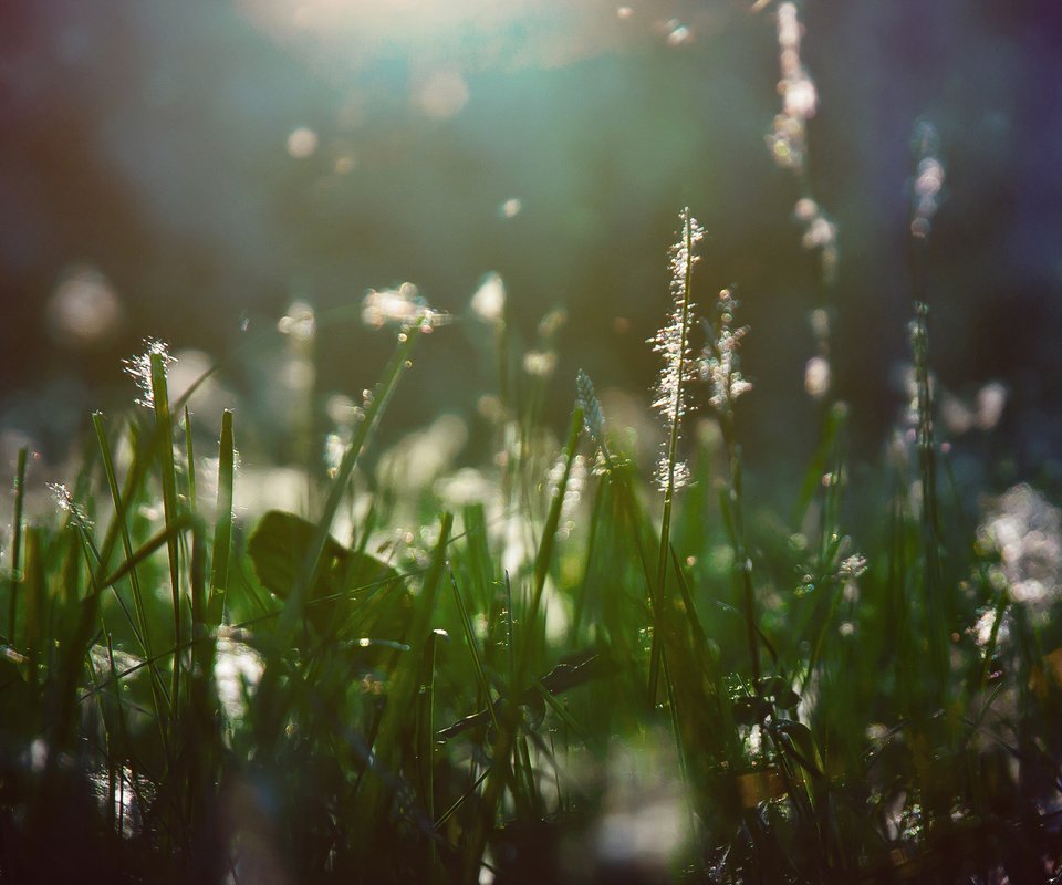 Обои свет, трава, растения, макро, лучи, пух, light, grass, plants, macro, rays, fluff разрешение 2560x1440 Загрузить