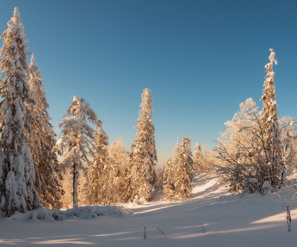 Обои деревья, снег, лес, зима, trees, snow, forest, winter разрешение 1920x1080 Загрузить