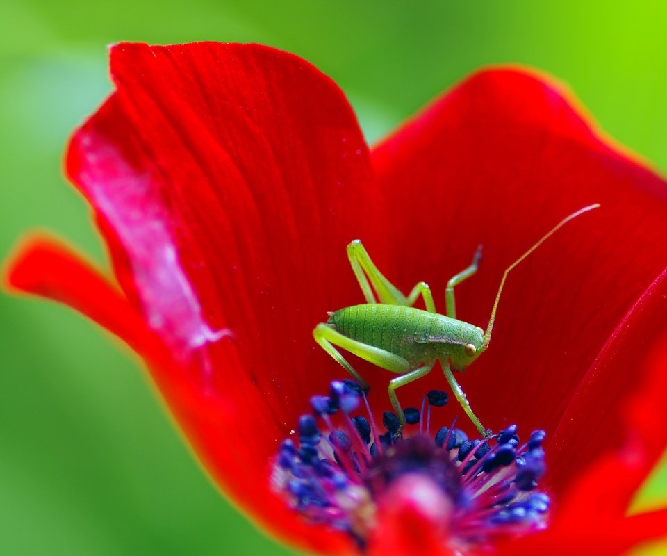 Обои макро, насекомое, цветок, мак, кузнечик, ziva & amir, macro, insect, flower, mac, grasshopper разрешение 3023x2174 Загрузить