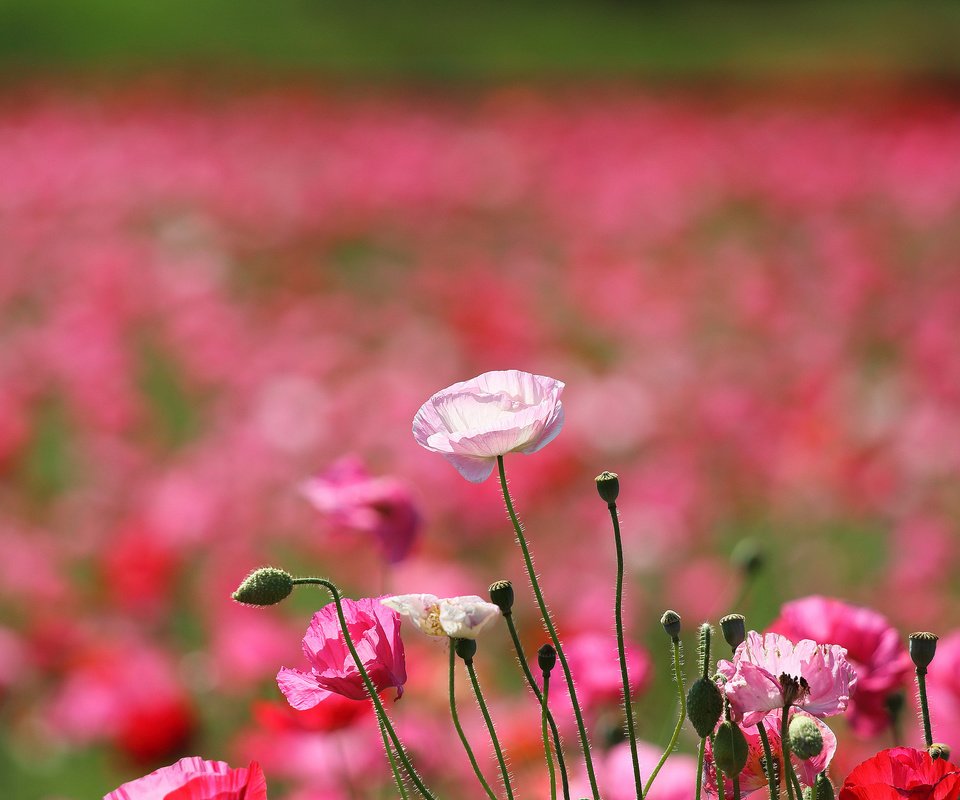 Обои цветы, поле, лепестки, маки, луг, flowers, field, petals, maki, meadow разрешение 2048x1356 Загрузить