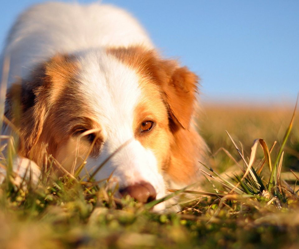 Обои трава, мордочка, взгляд, собака, австралийская овчарка, grass, muzzle, look, dog, australian shepherd разрешение 1920x1200 Загрузить