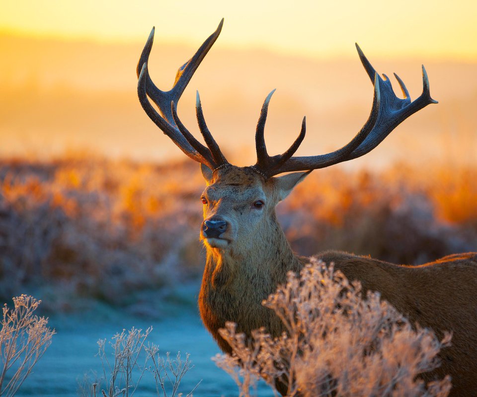 Обои растения, олень, закат, иней, рога, plants, deer, sunset, frost, horns разрешение 5616x3744 Загрузить