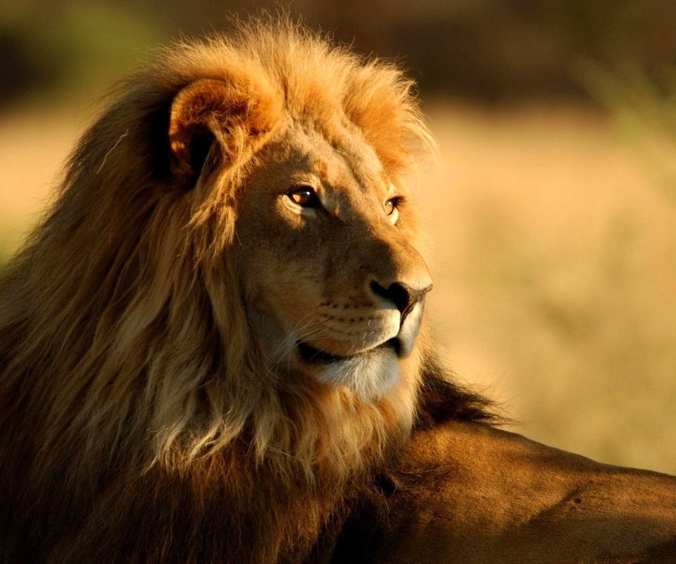 Обои природа, взгляд, хищник, большая кошка, лев, грива, царь зверей, nature, look, predator, big cat, leo, mane, the king of beasts разрешение 1920x1200 Загрузить