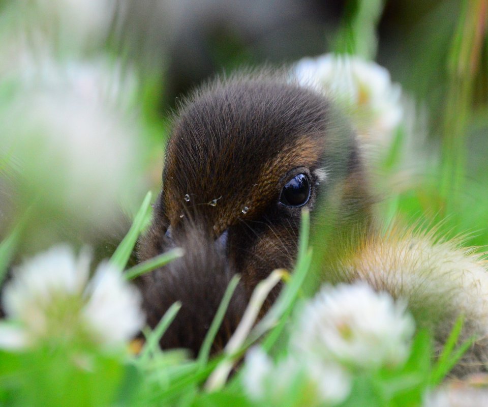 Обои цветы, трава, птенец, птица, утка, утенок, flowers, grass, chick, bird, duck разрешение 2048x1364 Загрузить