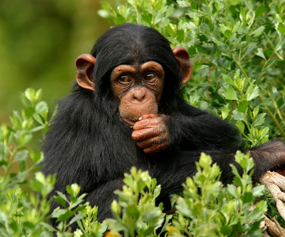 Обои дерево, листья, мордочка, взгляд, обезьяна, примат, шимпанзе, tree, leaves, muzzle, look, monkey, the primacy of, chimpanzees разрешение 1920x1179 Загрузить