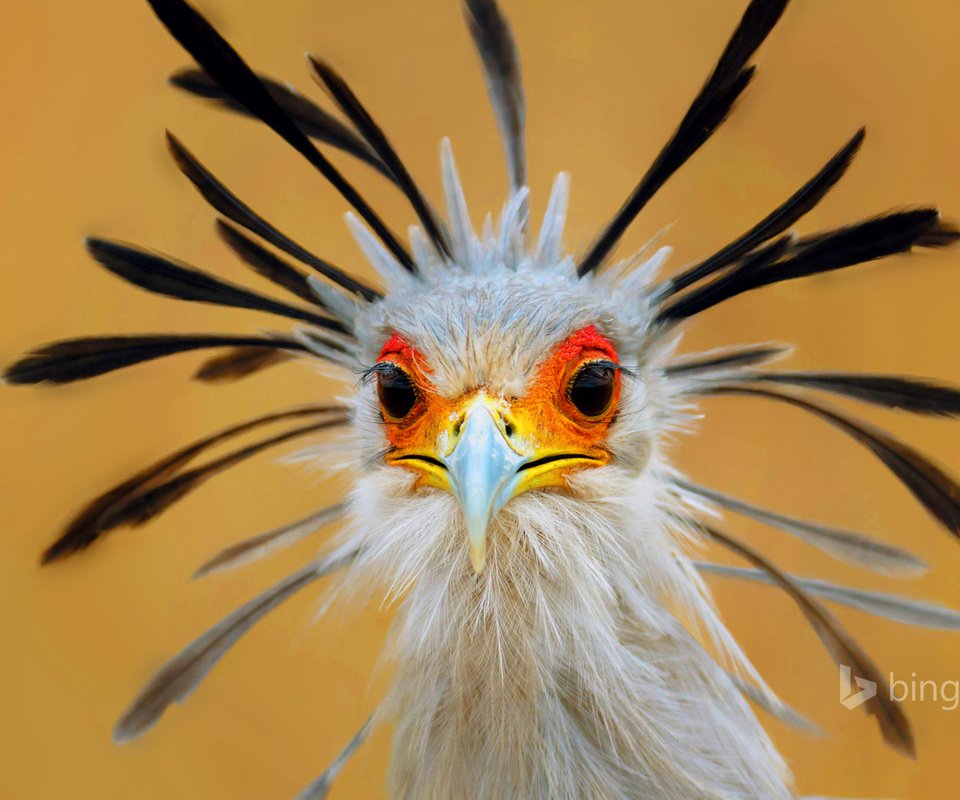 Обои глаза, птица, клюв, перья, птица-секретарь, eyes, bird, beak, feathers, secretary bird разрешение 1920x1200 Загрузить