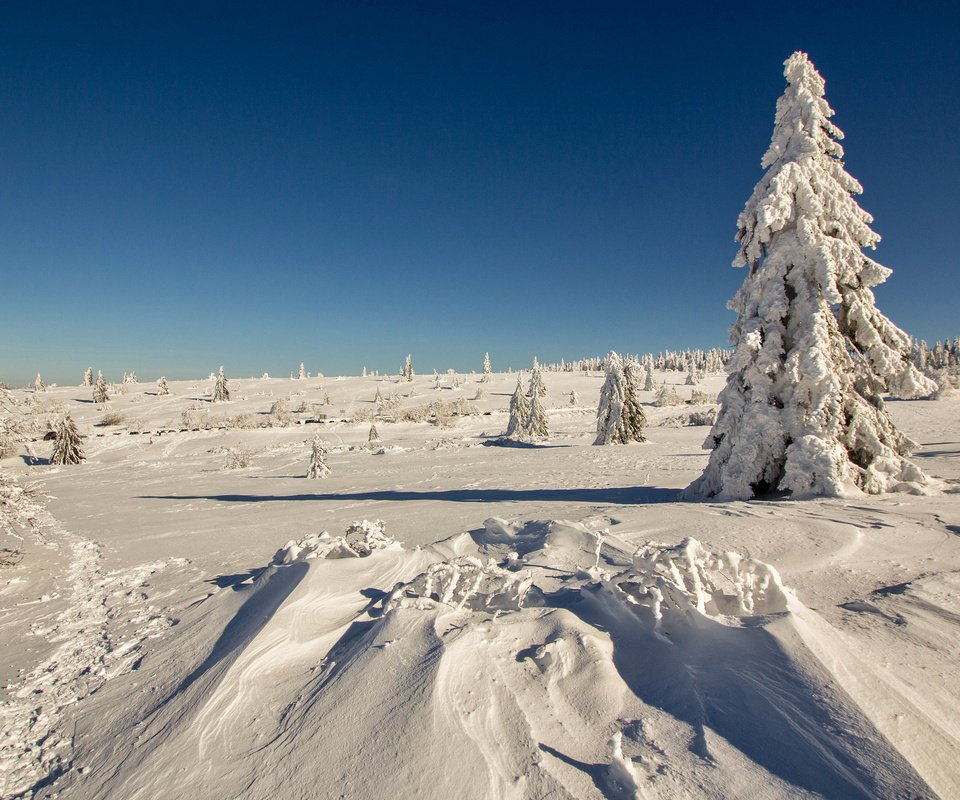 Обои снег, лес, зима, мороз, ель, сугробы, snow, forest, winter, frost, spruce, the snow разрешение 2048x1365 Загрузить