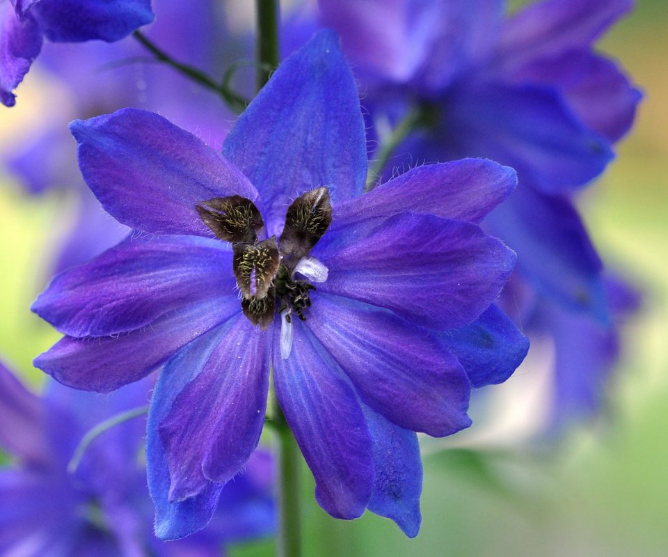 Обои цветы, лепестки, синие, flowers, petals, blue разрешение 2048x1359 Загрузить