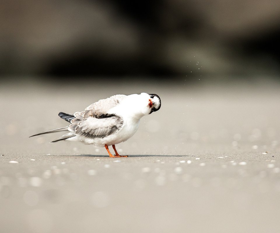 Обои песок, пляж, тень, птица, любопытство, боке, sand, beach, shadow, bird, curiosity, bokeh разрешение 2048x1365 Загрузить