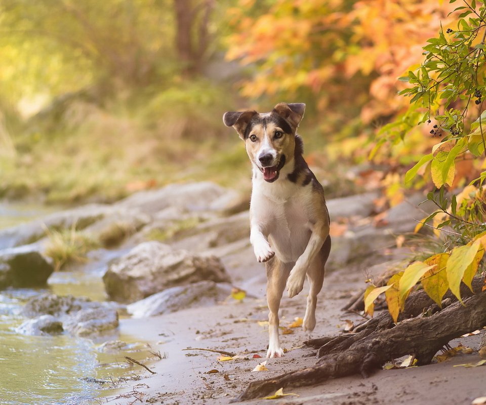 Обои взгляд, осень, собака, друг, look, autumn, dog, each разрешение 1920x1151 Загрузить