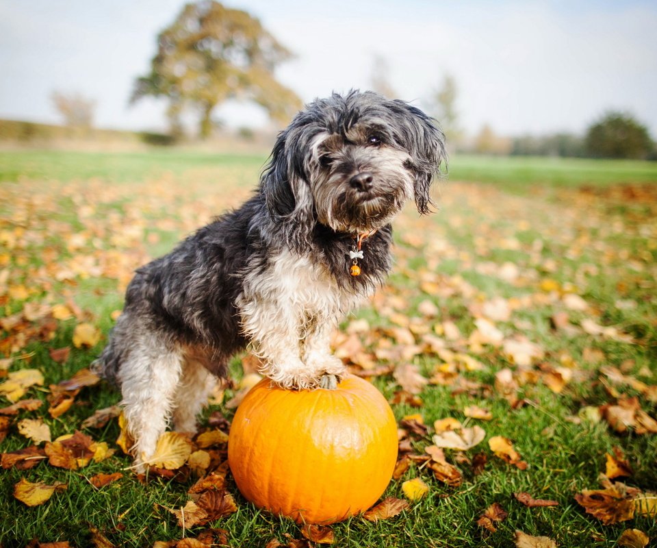 Обои взгляд, собака, друг, тыква, look, dog, each, pumpkin разрешение 2560x1600 Загрузить