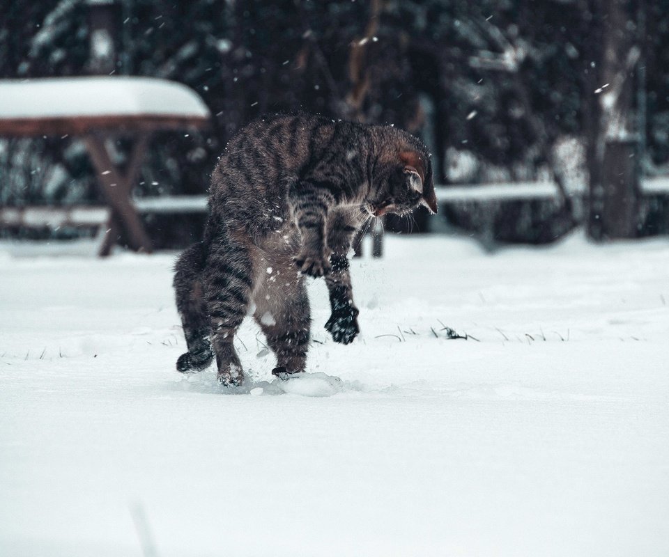 Обои снег, зима, кот, snow, winter, cat разрешение 2048x1331 Загрузить